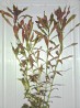 აკვარიუმიუს მცენარეები
