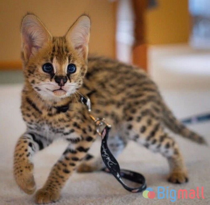 African Serval Kittens - სურათი 1