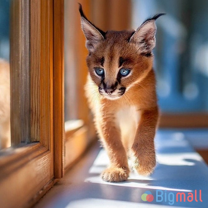 Caracal Kittens - სურათი 1