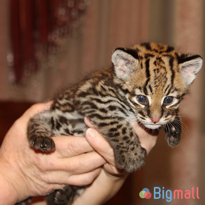 Ocelot Kittens - სურათი 1