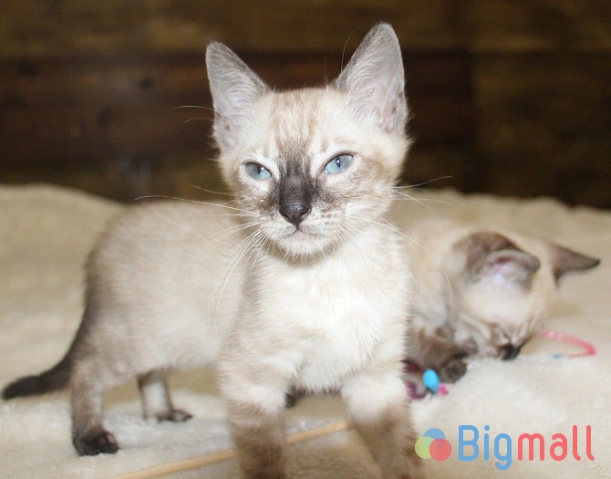 Snow/Silver/Charcoal/Brown Bengal Kittens - სურათი 1