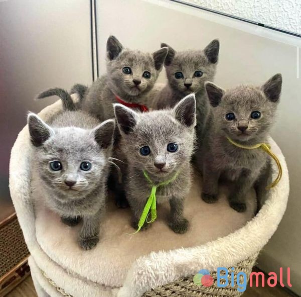 Russian Blue Kittens - სურათი 1