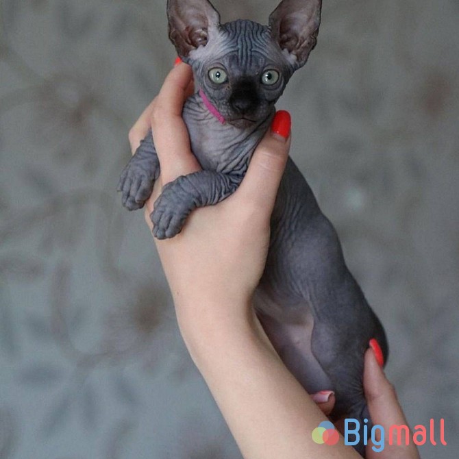 Sphynx Kittens - სურათი 1