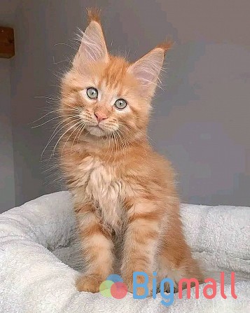 Miane Coon Kittens - სურათი 1