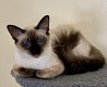 Balinese Kittens