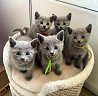 Russian Blue Kittens